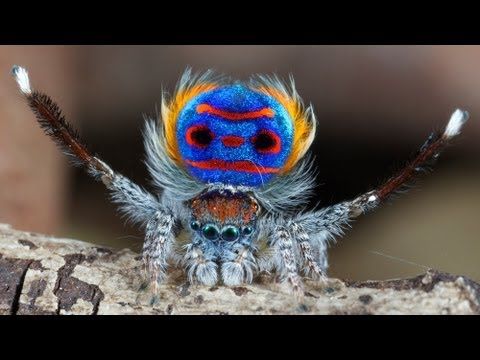 Sparklemuffin Fifty 50