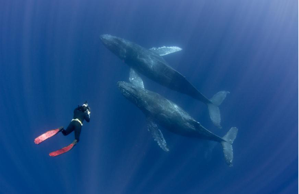 Whale Snorkeling underwater sports