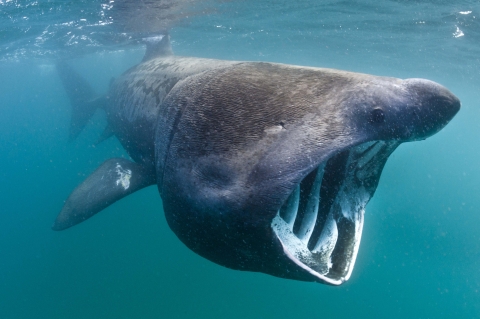 megamouth shark Fifty 50