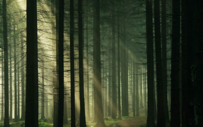 3 Haunted Forests You Wouldn’t Dare Go To